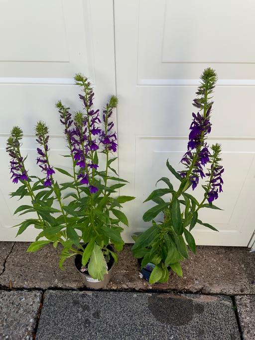 Buy & Sell Kings Norton Birmingham - Photos for Lobelia