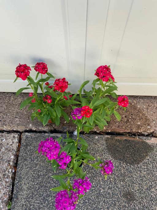 Buy & Sell Stirchley Birmingham - Photos for Dianthus