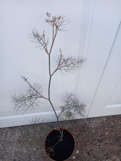 Buy & Sell Stirchley Birmingham - Photos for Herbs Fennel
