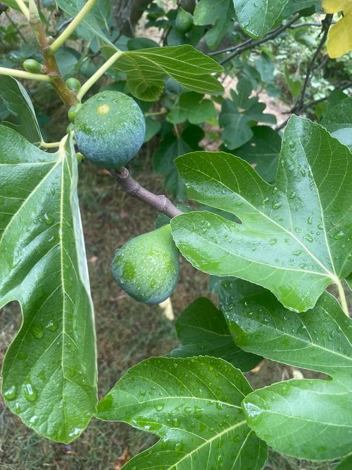 Buy & Sell Northampton West Northamptonshire - Photos for Figs