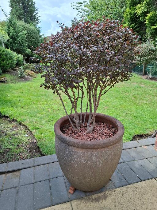 Buy & Sell Fazeley Lichfield - Photos for Established potted Berberis