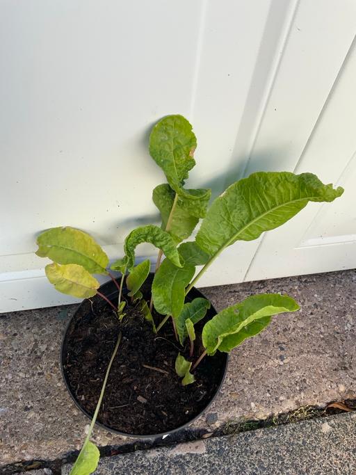 Buy & Sell Stirchley Birmingham - Photos for Vegetable Horse Radish