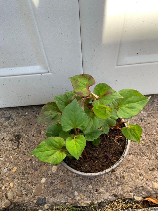 Buy & Sell Kings Heath Birmingham - Photos for Houttuynia cordata