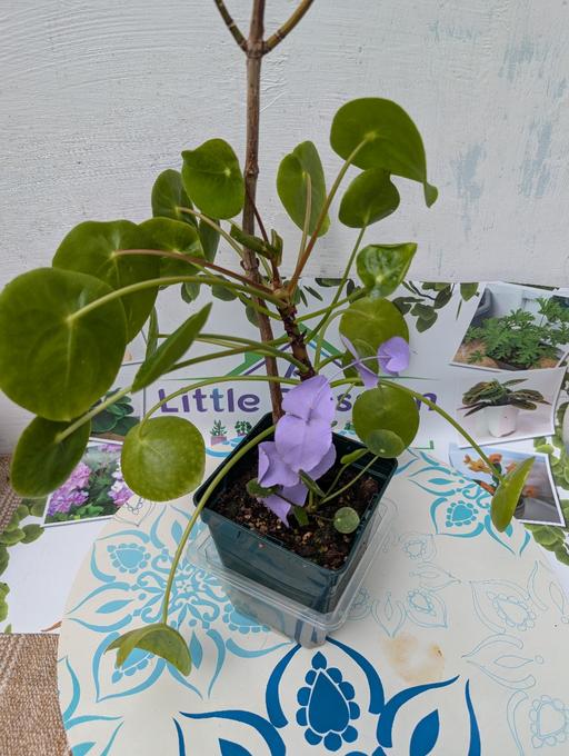 Buy & Sell Croydon South East London - Photos for Pilea Peperomioides