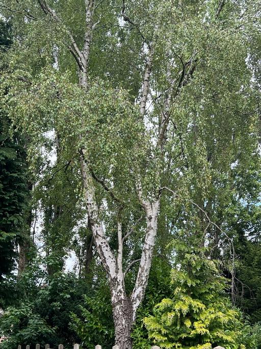 Buy & Sell Sparkbrook Birmingham - Photos for Tree cutting and removal and hedges cutting