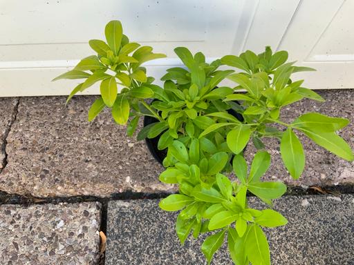 Buy & Sell Stirchley Birmingham - Photos for Shrub Choiysa Ternata