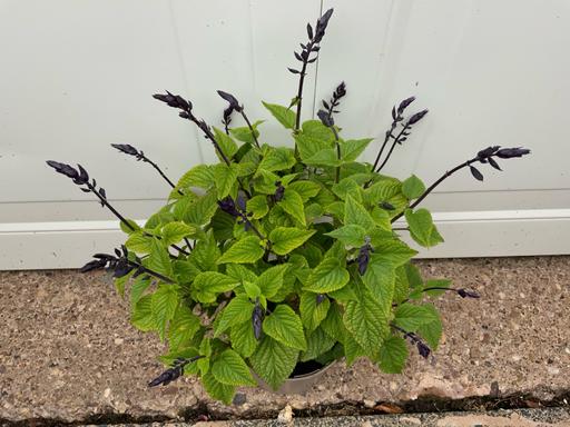 Buy & Sell Kings Heath Birmingham - Photos for Perennial Salvia