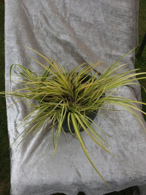 Buy & Sell Willenhall Walsall - Photos for Ornamental Grass