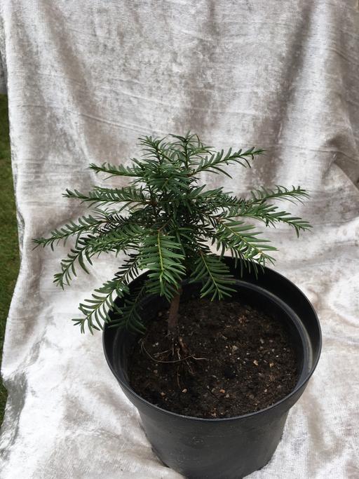 Buy & Sell Willenhall Walsall - Photos for PineTree