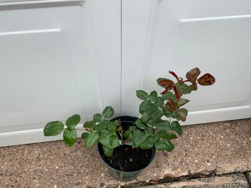 Buy & Sell Stirchley Birmingham - Photos for Rose Bicolette