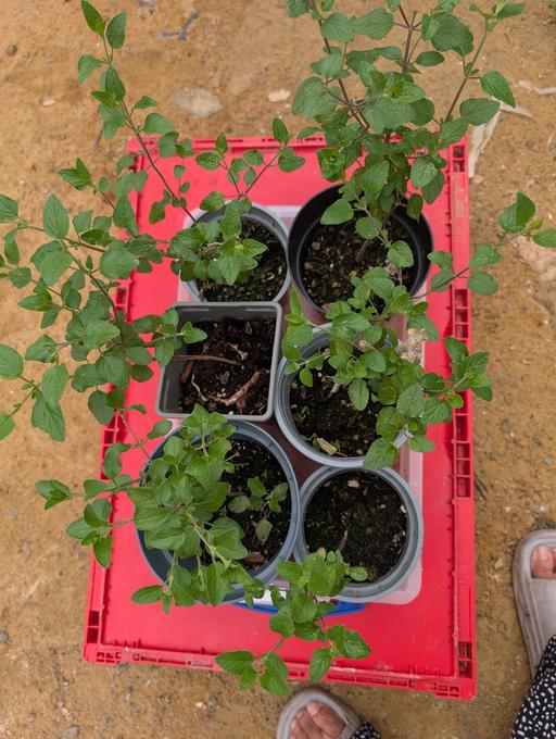 Buy & Sell Croydon South East London - Photos for Salvia Hot Lips