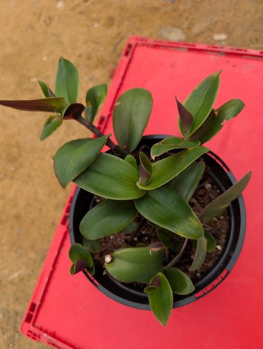 Buy & Sell Croydon South East London - Photos for Tradescantia Plants