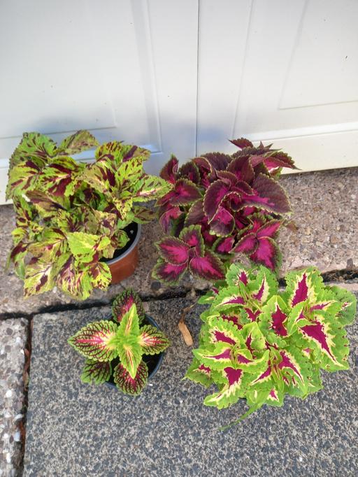 Buy & Sell Moseley Birmingham - Photos for Houseplants Coleus