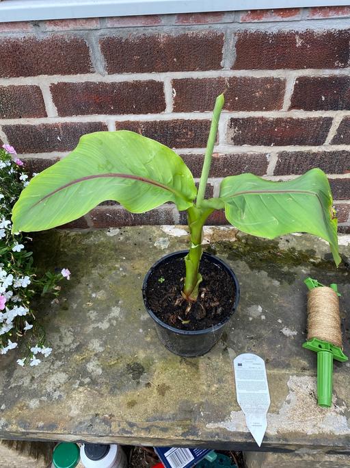 Buy & Sell Treeton Rotherham - Photos for Musella banana palm