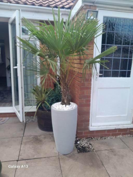 Buy & Sell Hurst Green Dudley - Photos for eagle palm