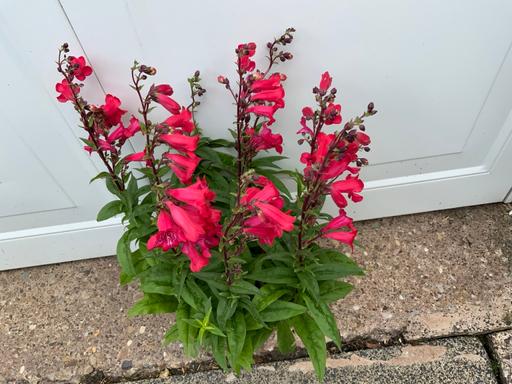 Buy & Sell Kings Heath Birmingham - Photos for Penstemon