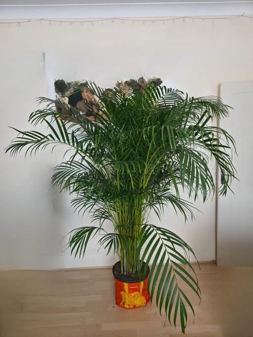 Buy & Sell Upper Norwood South East London - Photos for kentia Palm