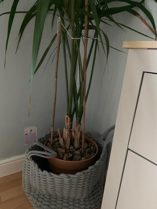 Buy & Sell Great Packington North Warwickshire - Photos for Indoor palm