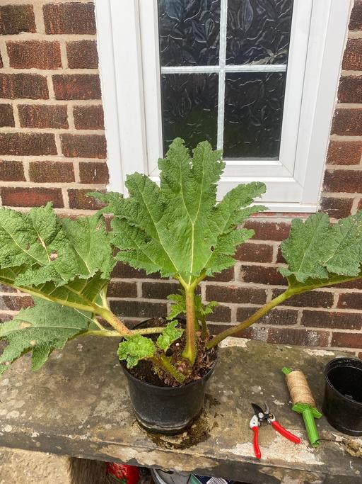 Buy & Sell Treeton Rotherham - Photos for Large Gunnera manicata plants