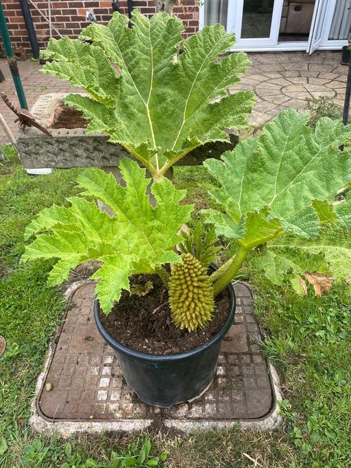 Buy & Sell Treeton Rotherham - Photos for Extra large Gunnera manicata