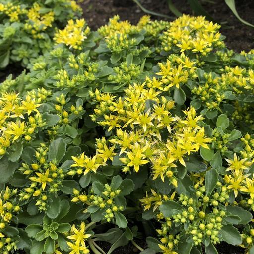 Buy & Sell Croydon South East London - Photos for Sedum Stonecrop