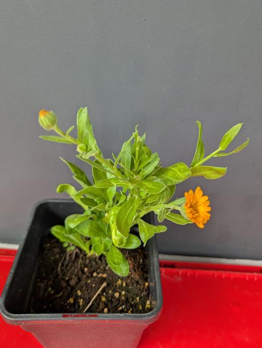 Buy & Sell Angel North London - Photos for Calendula