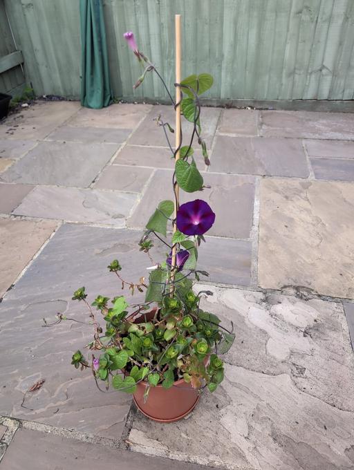 Buy & Sell Horncastle East Lindsey - Photos for Dark knight morning glory orange kalanchoe