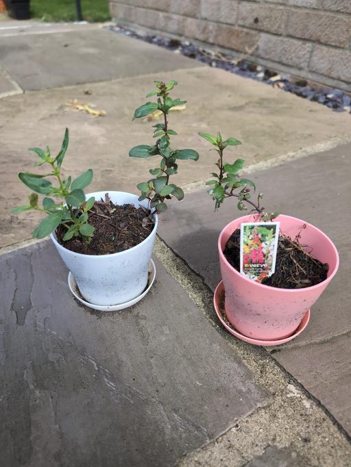 Buy & Sell Horncastle East Lindsey - Photos for Snapdragon