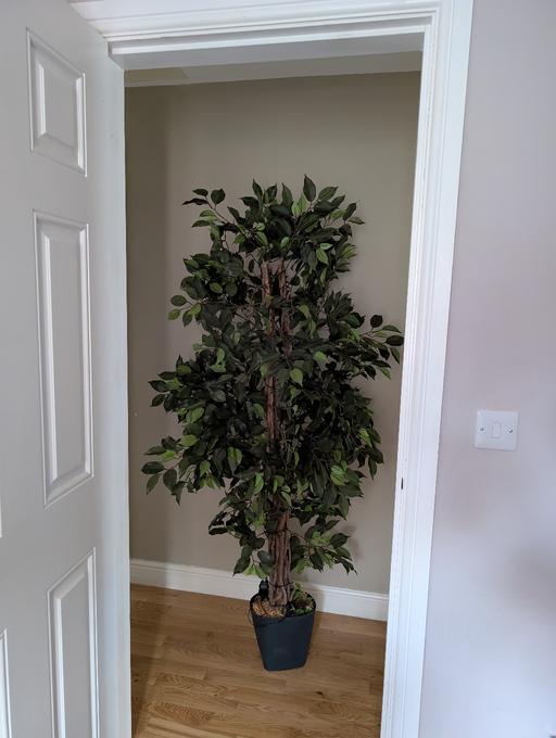 Buy & Sell Horncastle East Lindsey - Photos for Large plastic fig tree.