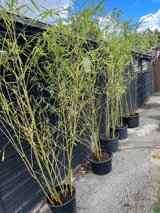 Buy & Sell Fitzwilliam Wakefield - Photos for Job lot of Bamboo plants 