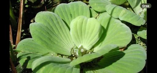 Buy & Sell Tower Hamlets Dover - Photos for Fresh water pond lettuce fast growing 