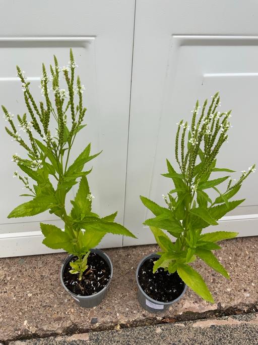 Buy & Sell Kings Heath Birmingham - Photos for Verbena Hastata