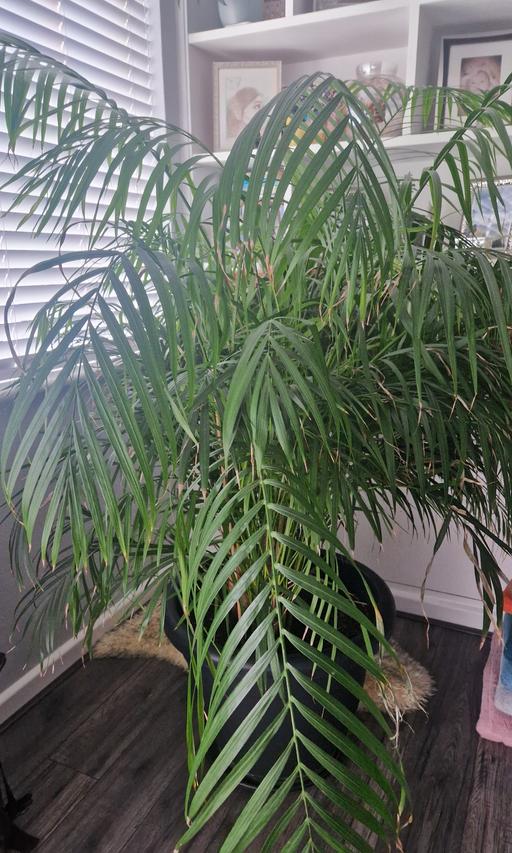 Buy & Sell Beckton East London - Photos for House plant