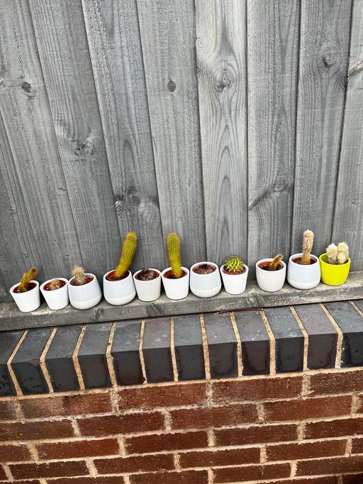 Buy & Sell Kings Heath Birmingham - Photos for cacti in small ceramic pot