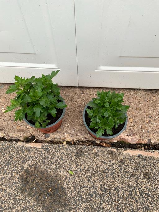 Buy & Sell Stirchley Birmingham - Photos for Garden Mums Chrysanthemum