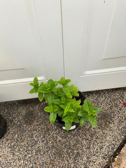 Buy & Sell Stirchley Birmingham - Photos for Garden Mint