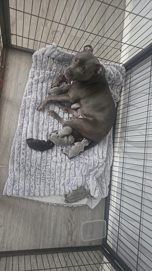Buy & Sell Caerleon Newport - Wales - Photos for beautiful chunky blue staffs for sale!