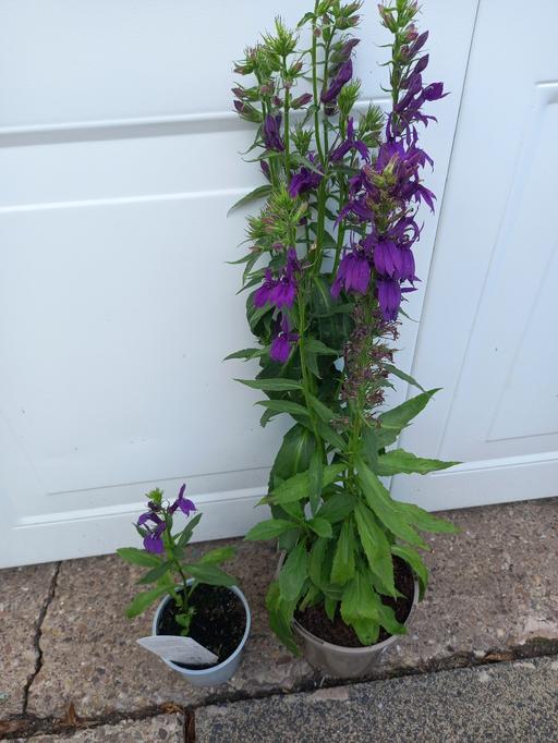 Buy & Sell Kings Norton Birmingham - Photos for Lobelia