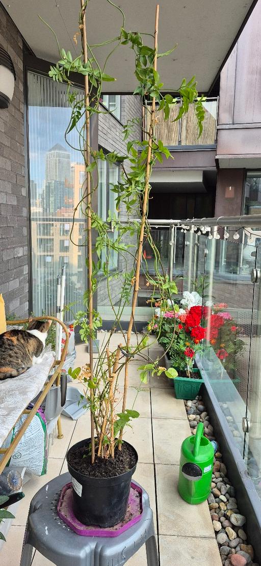 Buy & Sell Limehouse East London - Photos for Jasmine plant