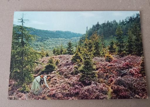 Buy & Sell Thatto Heath Saint Helens - Photos for Vintage Heather in Scotland postcard