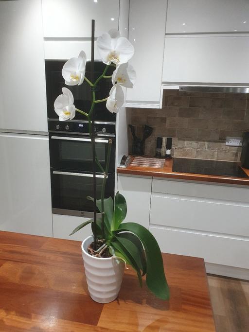Buy & Sell Bradmore Wolverhampton - Photos for Beautiful Orchid plant