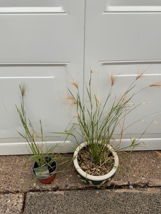 Buy & Sell Kings Heath Birmingham - Photos for Grasses Fox tail Barley