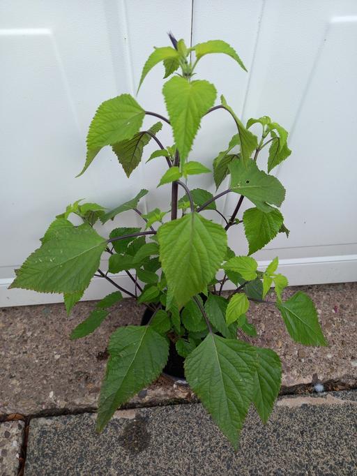 Buy & Sell Moseley Birmingham - Photos for Perennial Salvia Black and bl