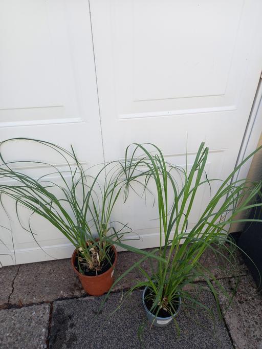 Buy & Sell Kings Heath Birmingham - Photos for Pampas Grass