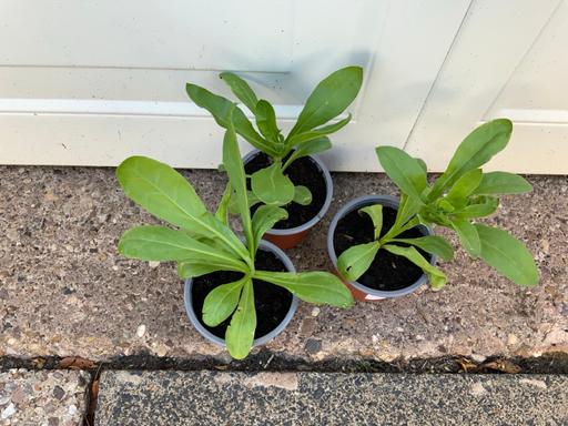 Buy & Sell Stirchley Birmingham - Photos for Calendula Pot Marigold