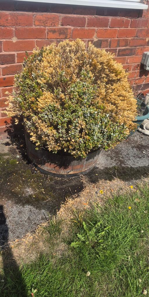 Buy & Sell Gawber Barnsley - Photos for bush with pot
