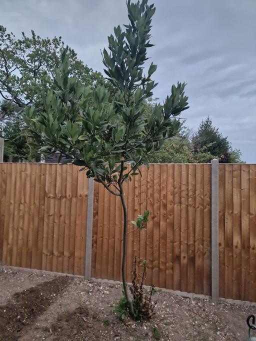 Buy & Sell Thornton Heath Croydon - Photos for Bay Tree 7 ft