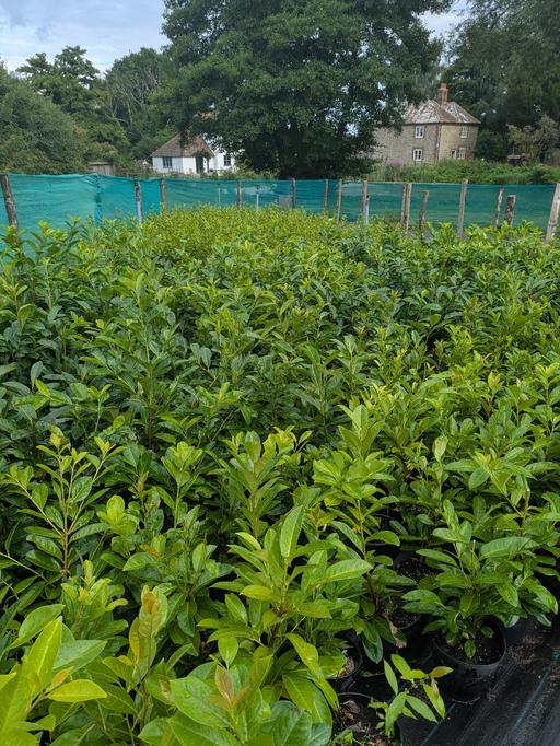 Buy & Sell Wincheap Canterbury - Photos for laurel hedging