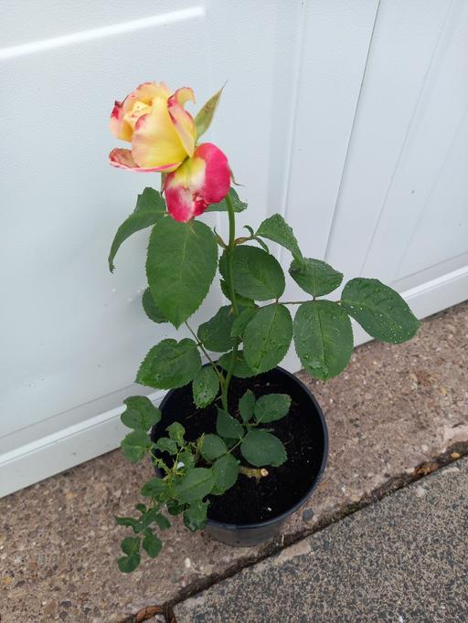 Buy & Sell Kings Heath Birmingham - Photos for Rose Double Delight