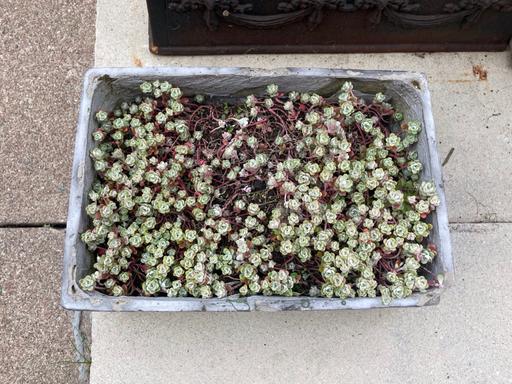 Buy & Sell Oldbrook Milton Milton Keynes - Photos for Plant - Sedum Plant with free pot